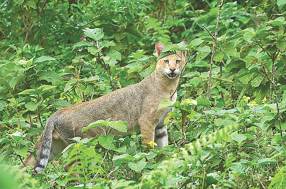 বনবিড়ালের দেখা পেলাম