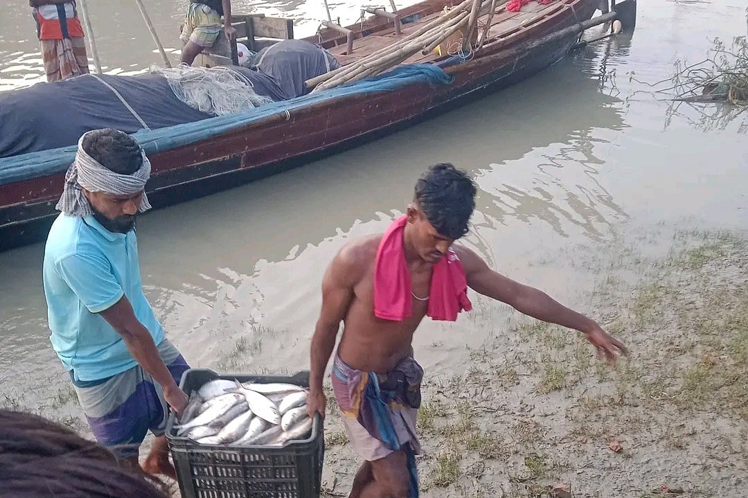 নিষেধাজ্ঞার মধ্যেও বরিশালে প্রতিদিন ৪ কোটি টাকার ইলিশ বেচাকেনা
