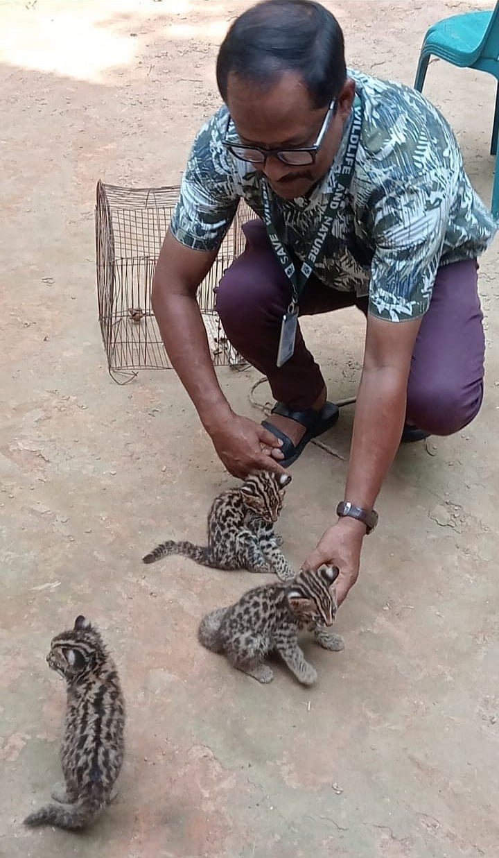 চিতাবিড়াল