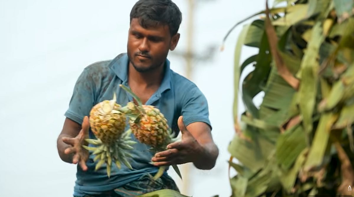 রাসায়নিক–নির্ভরতা থেকে জৈব বিকল্প খুঁজছে বাংলাদেশ