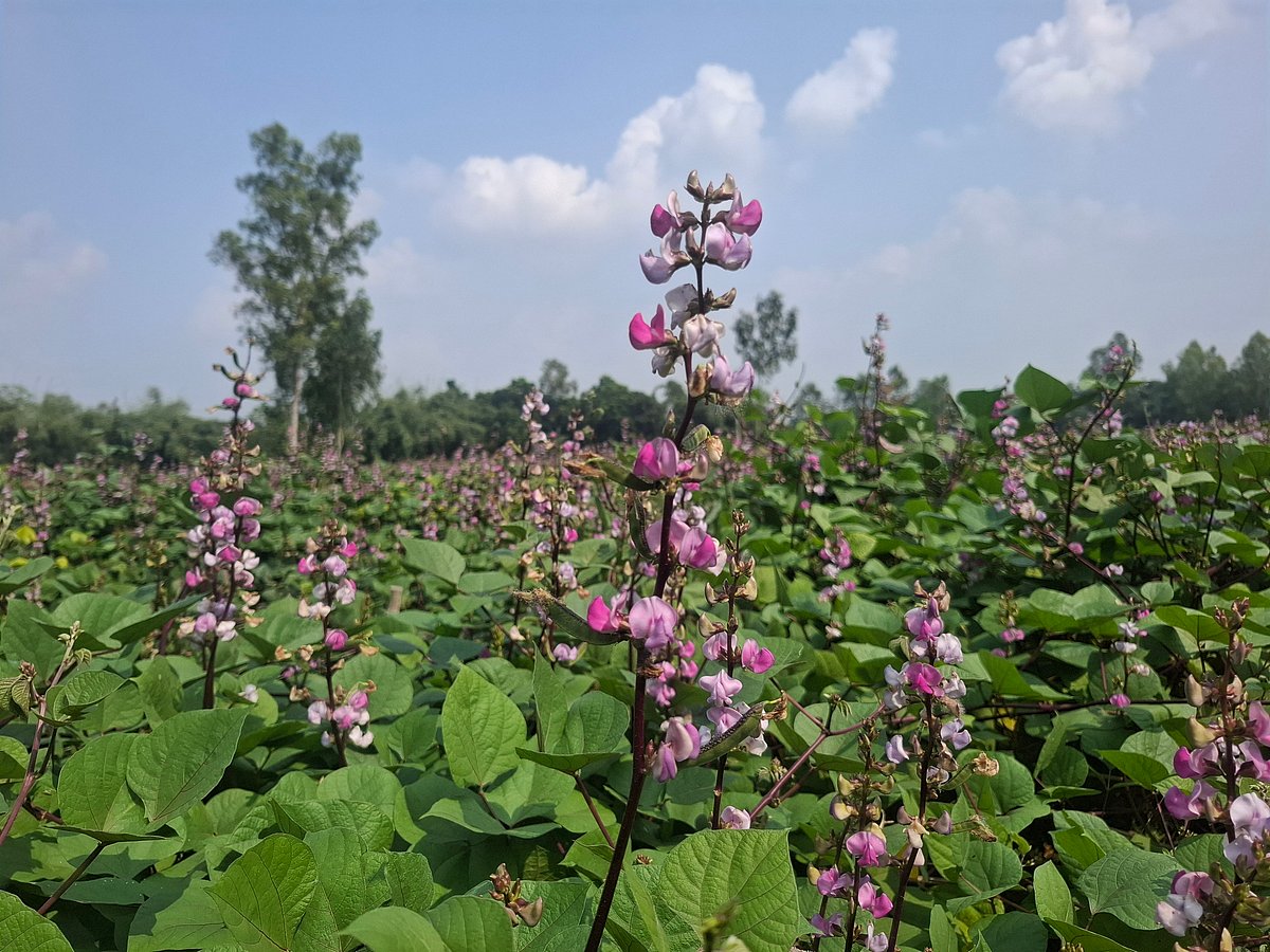 ঠাকুরগাঁওয়ে আগাম শিম কৃষকের কাছে ৮৫, ভোক্তার কাছে ১৪০ টাকা কেজি