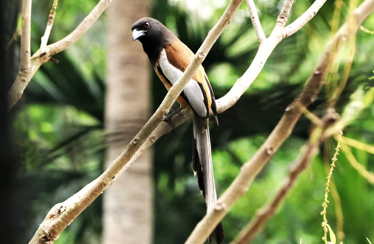 পাহাড়ের বুকে কত রঙের পাখি