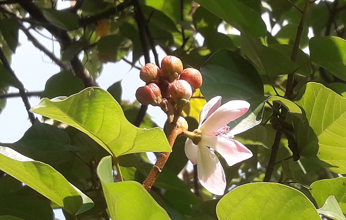 ফোটার অপেক্ষায় দইগোটার কুঁড়ি। ১৫ অক্টোবর দুপুরে মৌলভীবাজারে বন্য প্রাণী ব্যবস্থাপনা ও প্রকৃতি সংরক্ষণ বিভাগের সিলেট বিভাগীয় কার্যালয় প্রাঙ্গণে