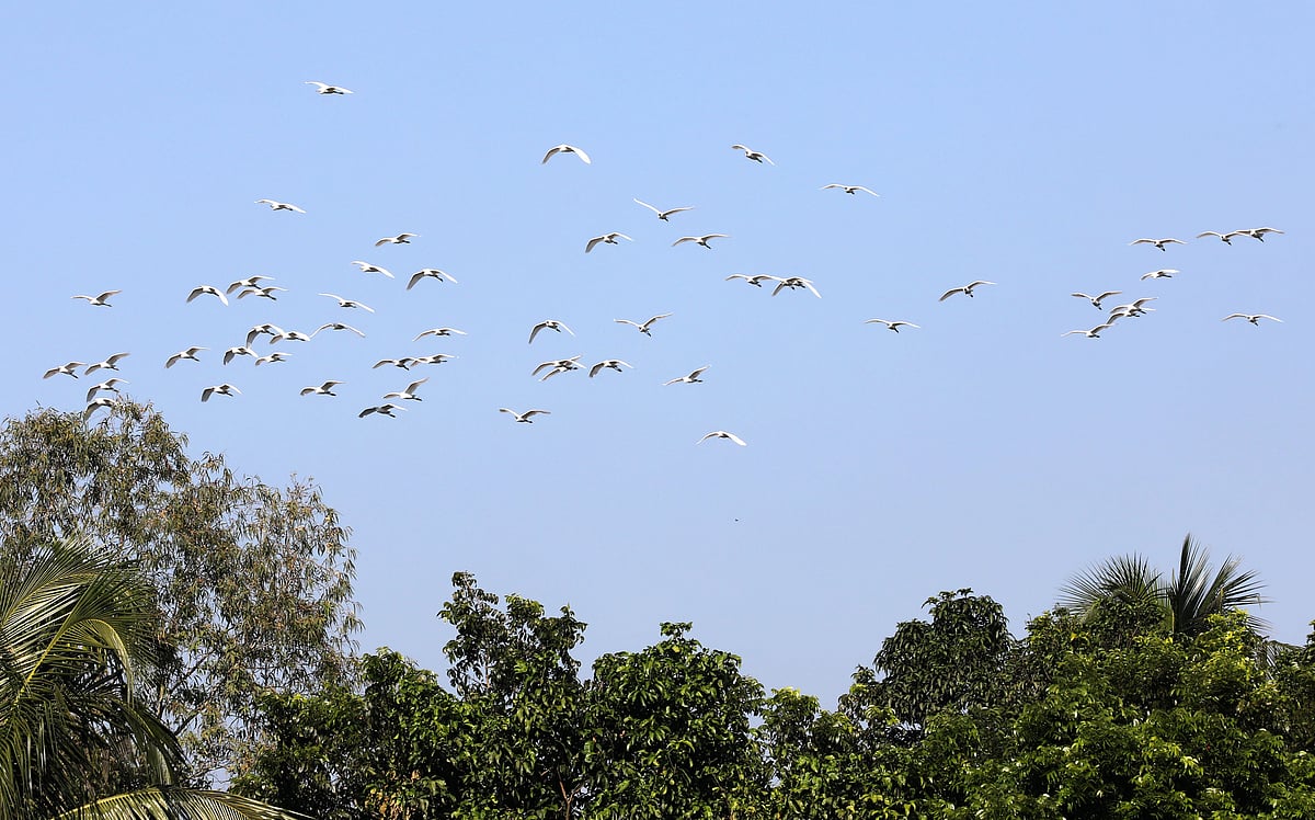 ঝাঁক বেঁধে বকের ওড়াউড়ি