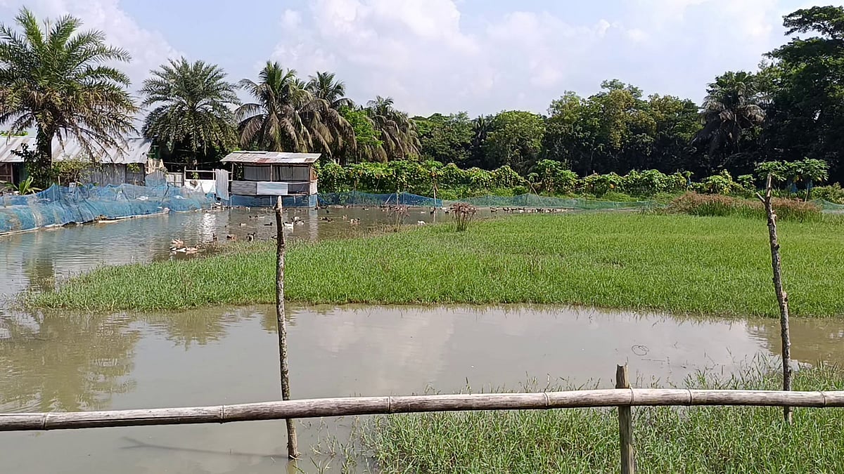 ১০ হাঁসের ডিম থেকে ১৬ একরের খামার: সফলতার অনন্য দৃষ্টান্ত বিবি রহিমার