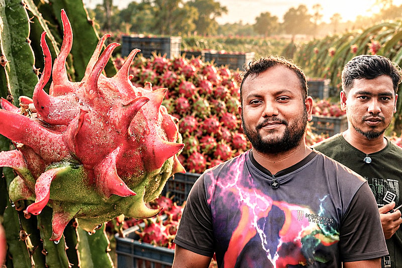 ড্রাগন চাষে ঝুঁকেছেন জীবননগরের তরুণেরা, চাষ হচ্ছে প্রায় ৬৯০ হেক্টর জমিতে