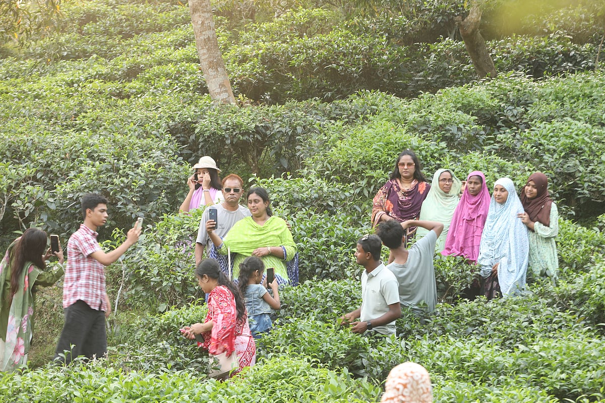 চা-বাগানের সবুজে আনন্দ