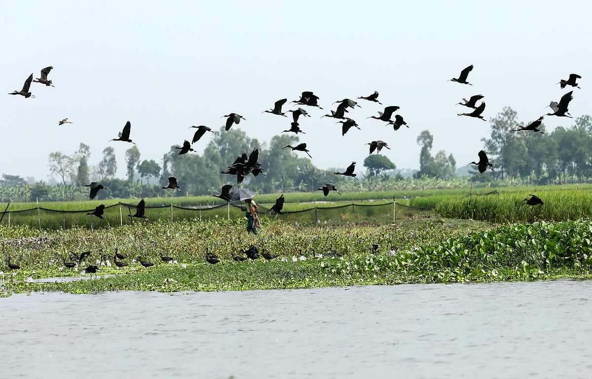 ভেঁপড়ার বিলে পাখির মেলা