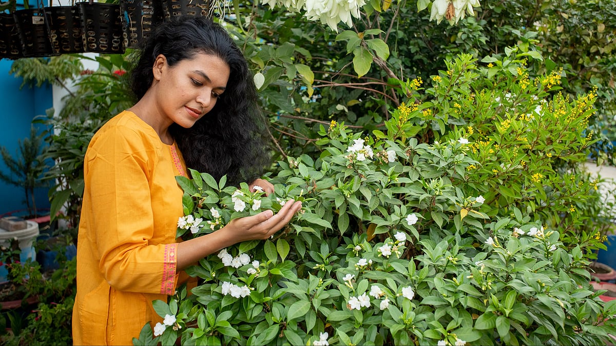 শীতে ছাদবাগানের জন্য এখন থেকেই প্রস্তুতি নেবেন যেভাবে