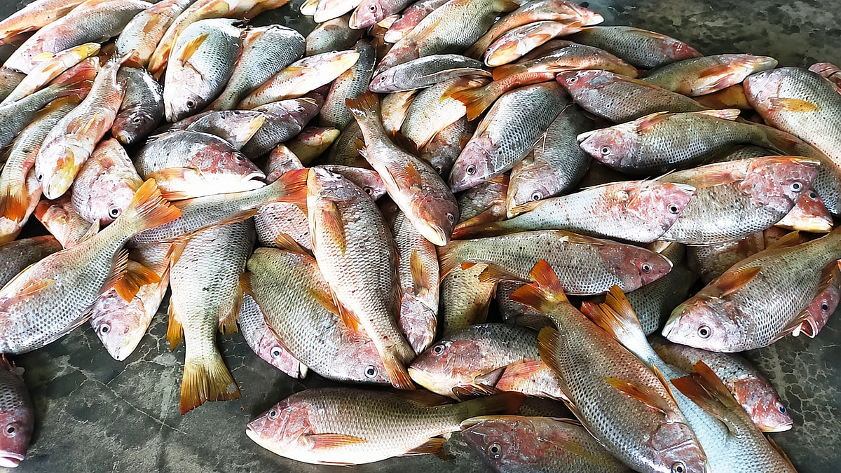 নদীর ভেটকি আর সমুদ্রের কোরাল কি একই মাছ