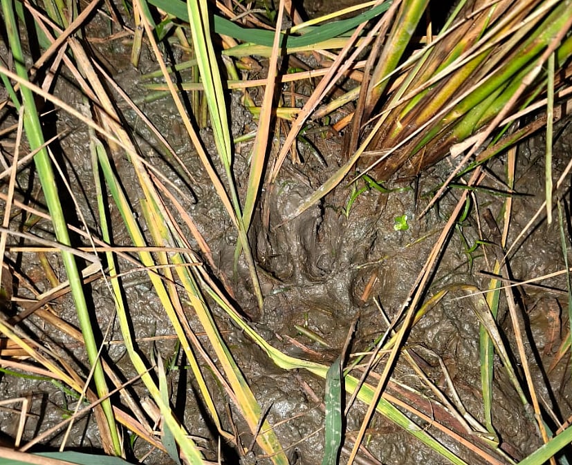 Empreintes de pied de tigre dans le riz, Mikeing dans une zone sûre