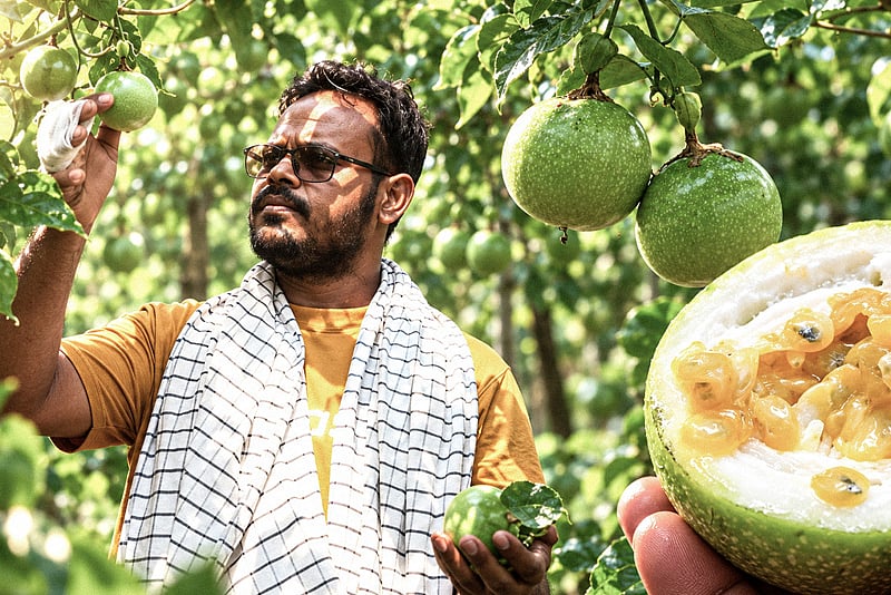 শখের বশে আনারকলি চাষে সফল মেহেরপুরের চাষি মিঠু