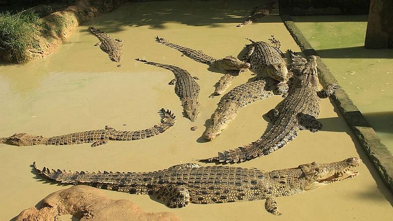 Prothom Alo file photo