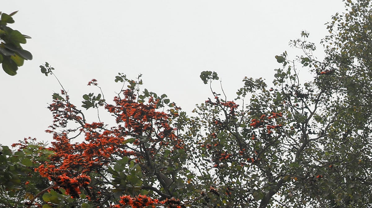 Prothom Alo file photo