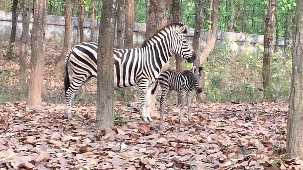 Prothom Alo file photo