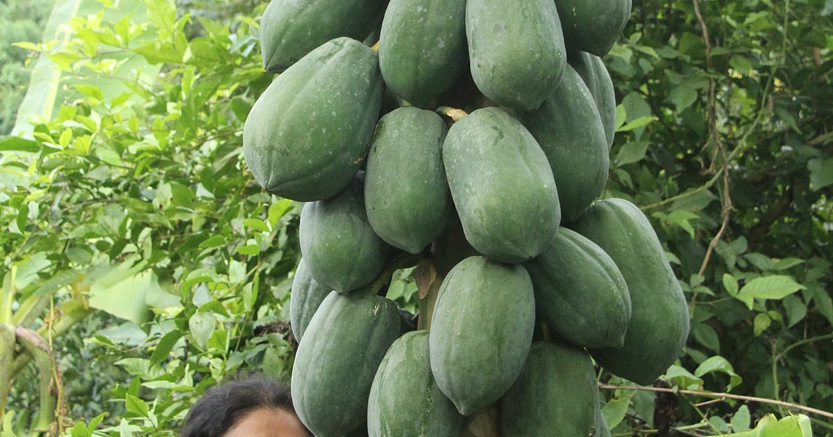 TOP-SCHÜSSE (12. August 2025)