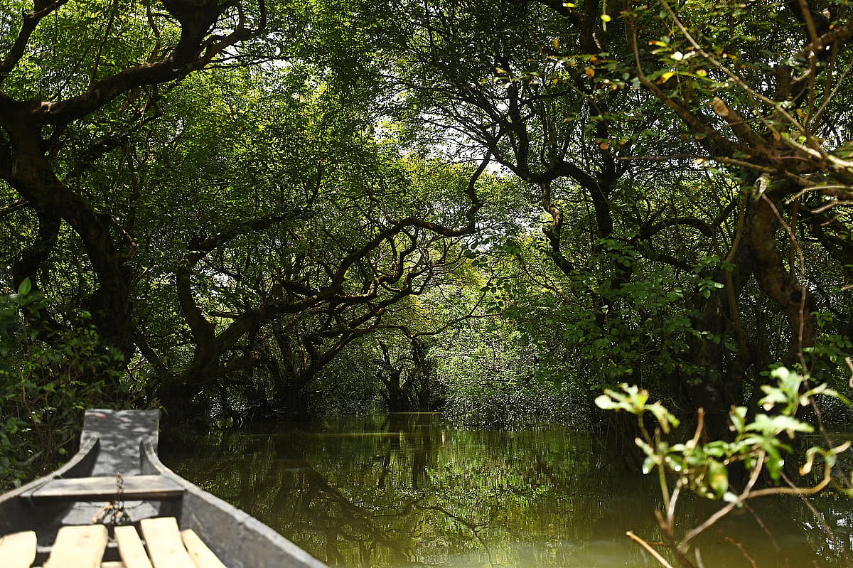 In pictures: Wandering through Ratargul swamp forest