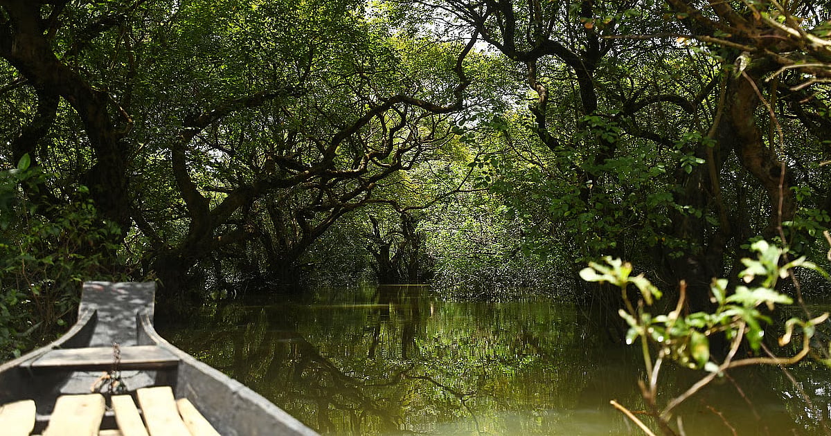 In pictures: Wandering through Ratargul swamp forest