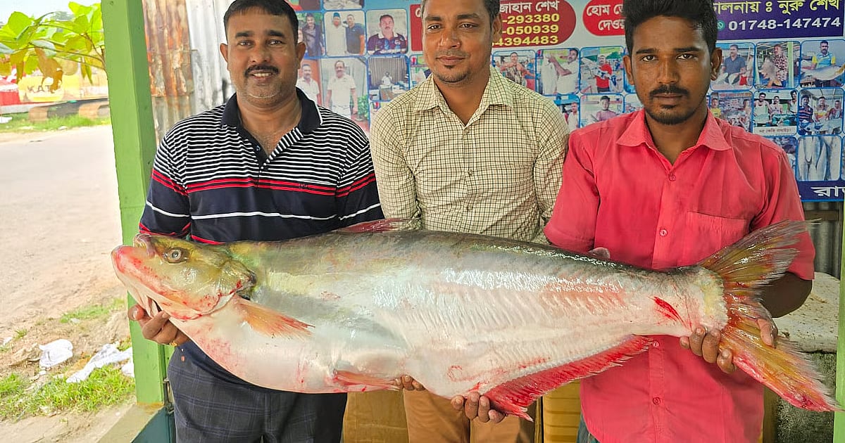 Chhahi Fish Dhai fish (Catfish) from Padma sold for Tk 46,000 | Prothom Alo
