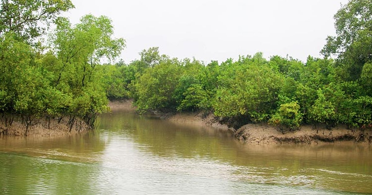 Govt imposes 3-month ban on visitor’s entry into the Sundarbans from 1 ...