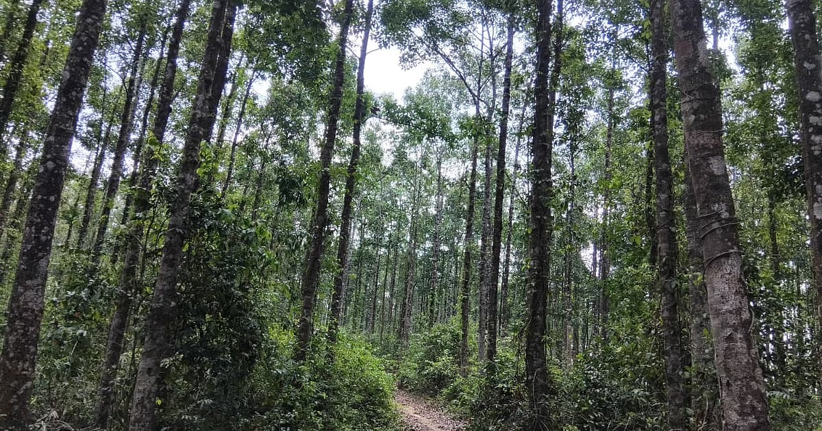 Straße durch Elefantenkorridor im Wald: Projekt ohne Benachrichtigung der ...