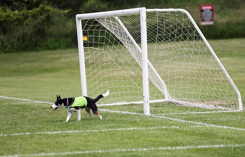 Sally, 2.5 years old, one of two border collies hired to keep Canada geese off a FIFA World Cup training pitch, stands at a goal post at a soccer field at the Centennial Park in Toronto, Canada, June 24, 2026. 