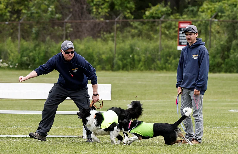Gareth Williams, owner and operator of Border Control Bird Dogs, a specialized geese management company stands with Spencer Jones as he directs Ben, 8 years old and Sally, 2.5years old, the border collies hired to keep Canada geese off a FIFA World Cup training pitch, during a practice session at the Centennial Park in Toronto, Canada June 24, 2026. 