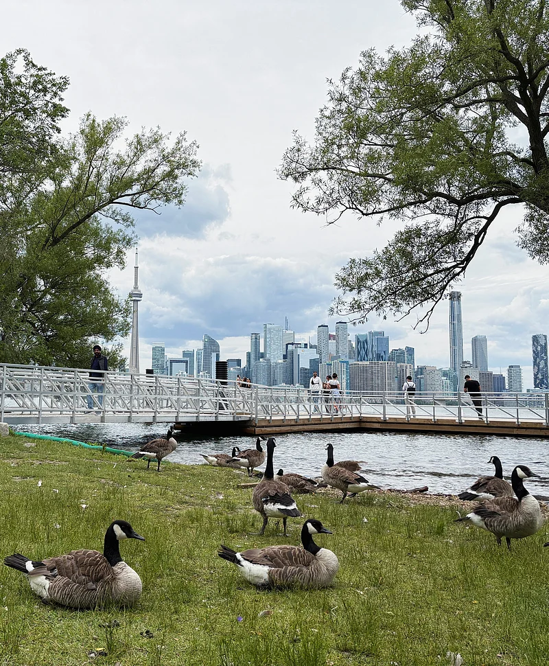 Canada geese gather at Centre Island during the FIFA World Cup in Toronto, Canada, June 24, 2026. Picture taken with a mobile phone. 