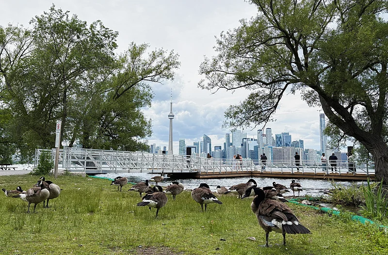 Canada geese gather at Centre Island during the FIFA World Cup in Toronto, Canada, June 24, 2026. Picture taken with a mobile phone.
