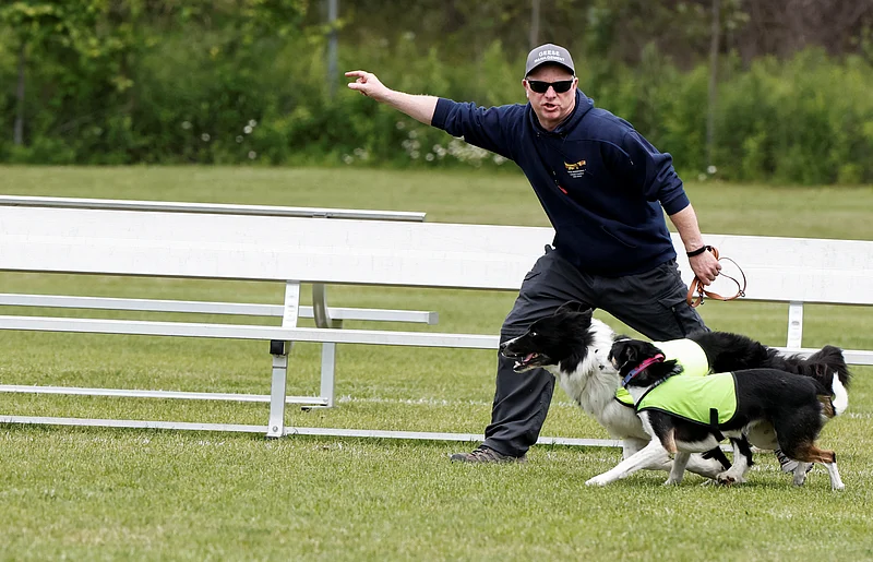 Gareth Williams, owner and operator of Border Control Bird Dogs, a specialized geese management company, directs Ben and Sally, the border collies hired to keep Canada geese off a FIFA World Cup training pitch, during a practice session at the Centennial Park in Toronto, Canada June 24, 2026.