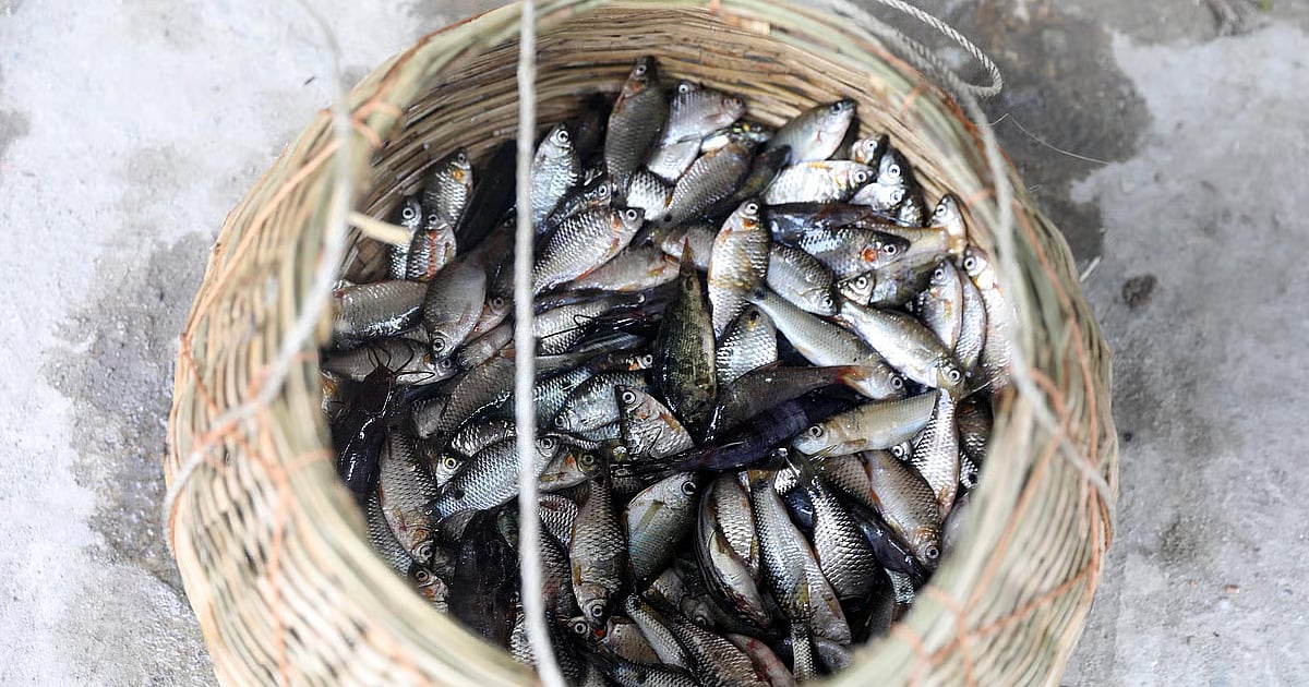 Fotostory: Morgenmarkt mit frischem lokalem Fisch