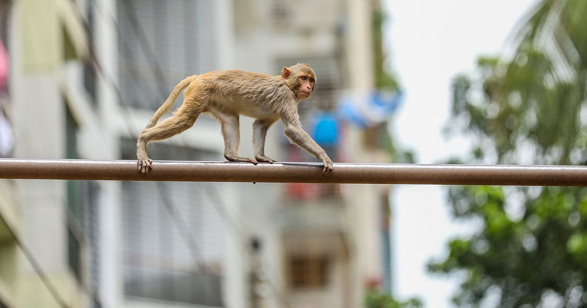 Monkeys roam in Old Dhaka