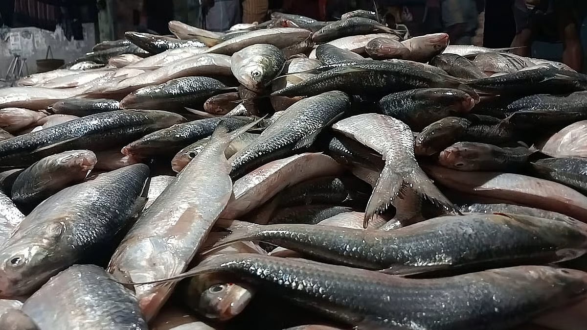 46 Maunds Hilsa in einem einzigen Netz gefangen, für fast 5 Mio ...