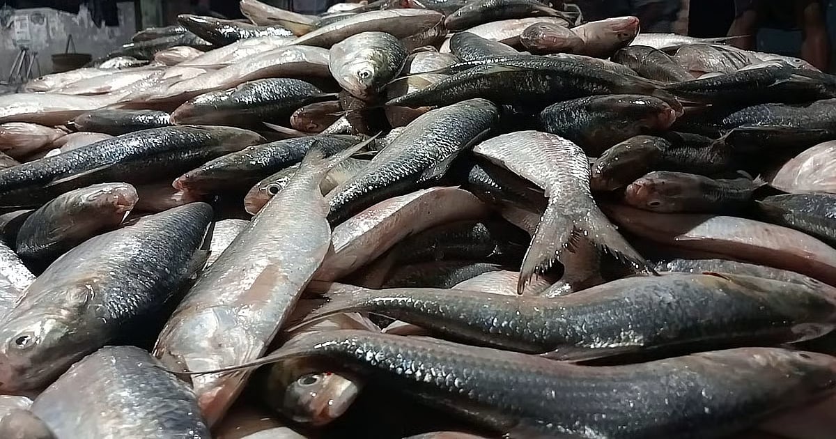 46 Maunds Hilsa in einem einzigen Netz gefangen, für fast 5 Mio ...