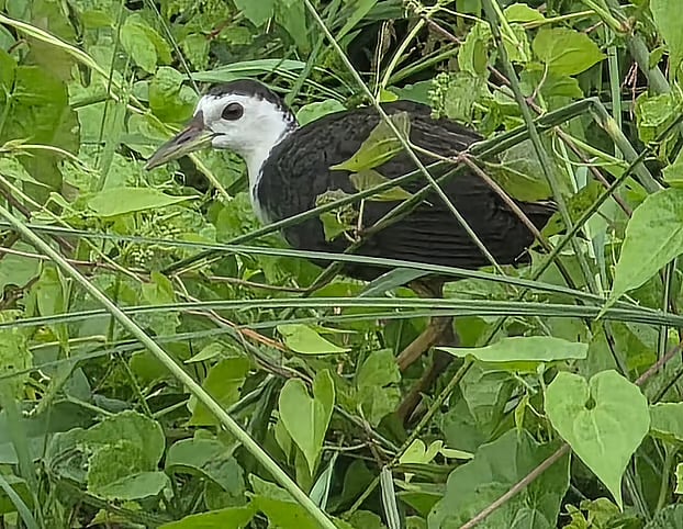 TOP SHOTS (19 August 2026)