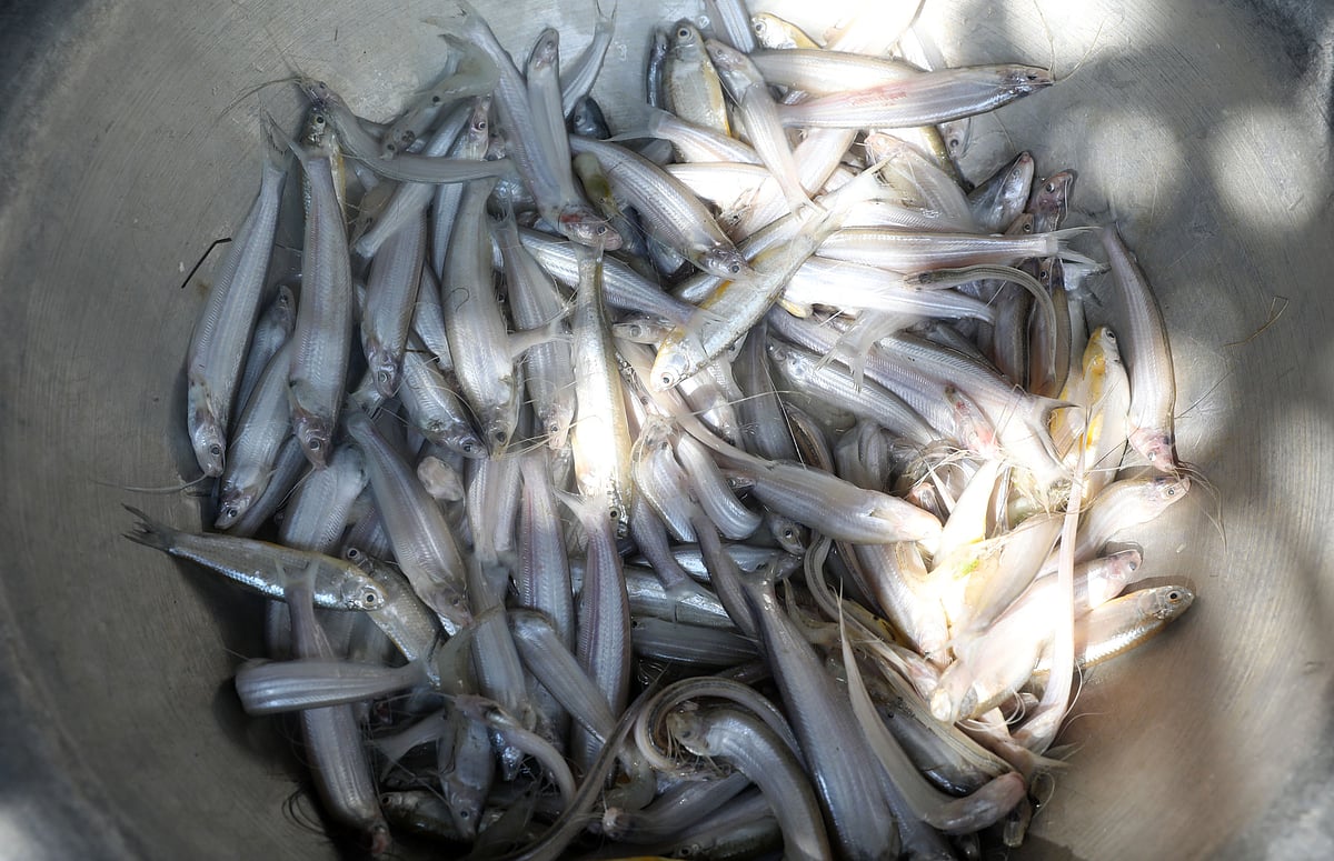 Flüchtiger Markt für frischen Fisch aus der Jamuna