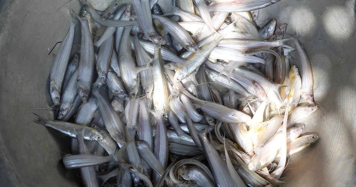 Flüchtiger Markt für frischen Fisch aus der Jamuna