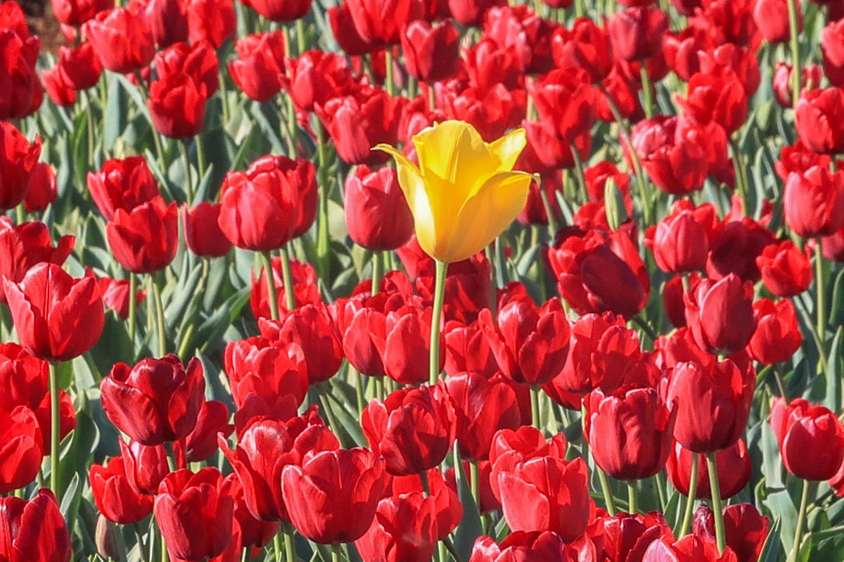 Melbourne bursting with colour in Spring - Prothom Alo English