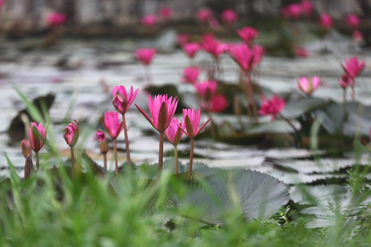 Waterbody filled with Water Lilies - Prothom Alo English