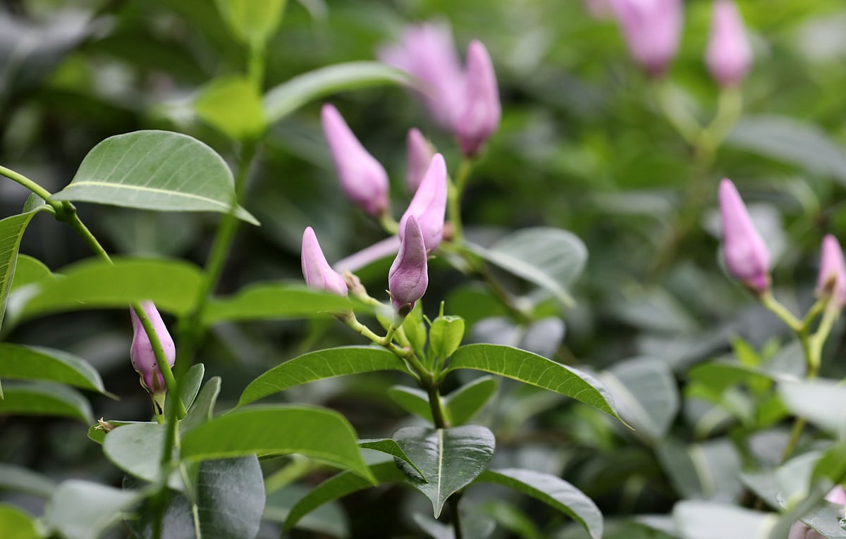 Life and nature in Bogura Medical College’s garden - Prothom Alo English