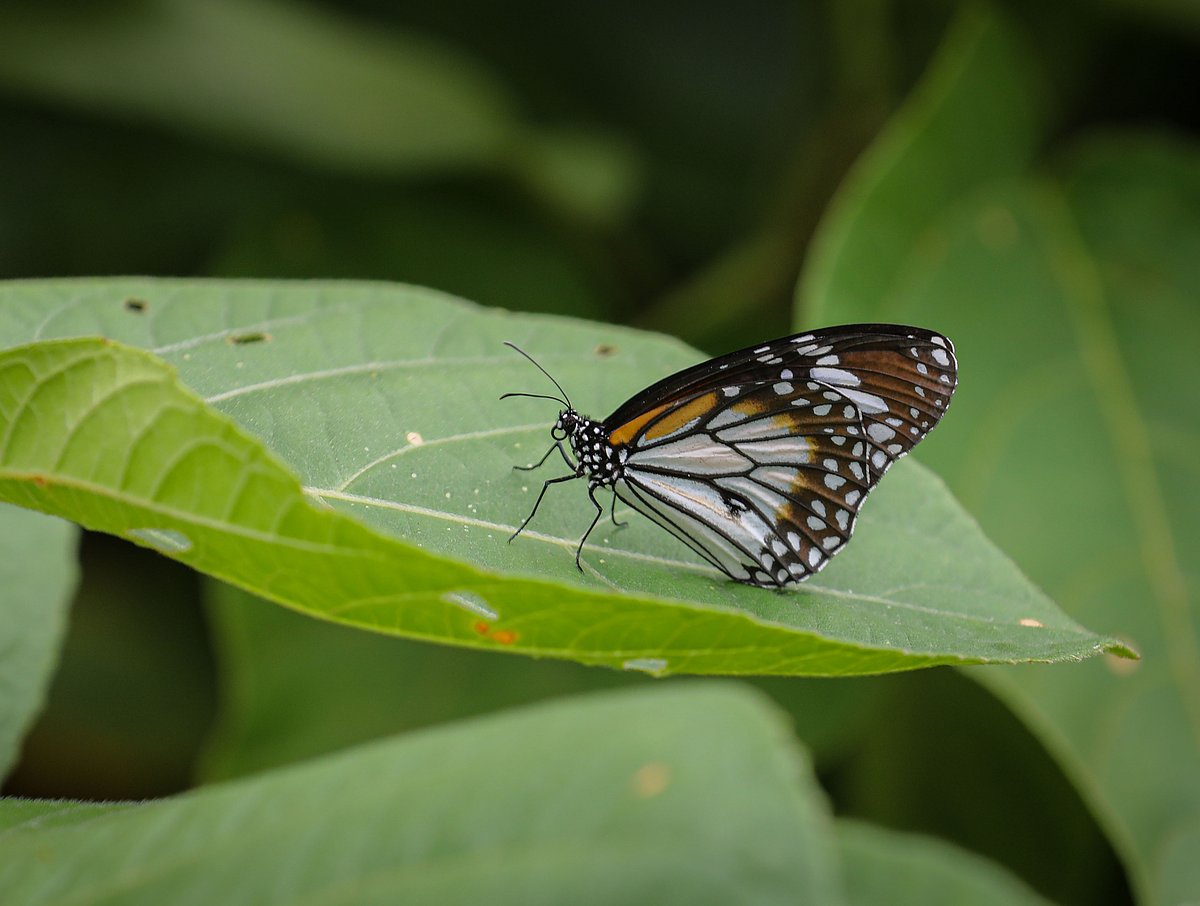 The beauty of nature at Kochikhali in the Sundarbans - Prothom Alo English