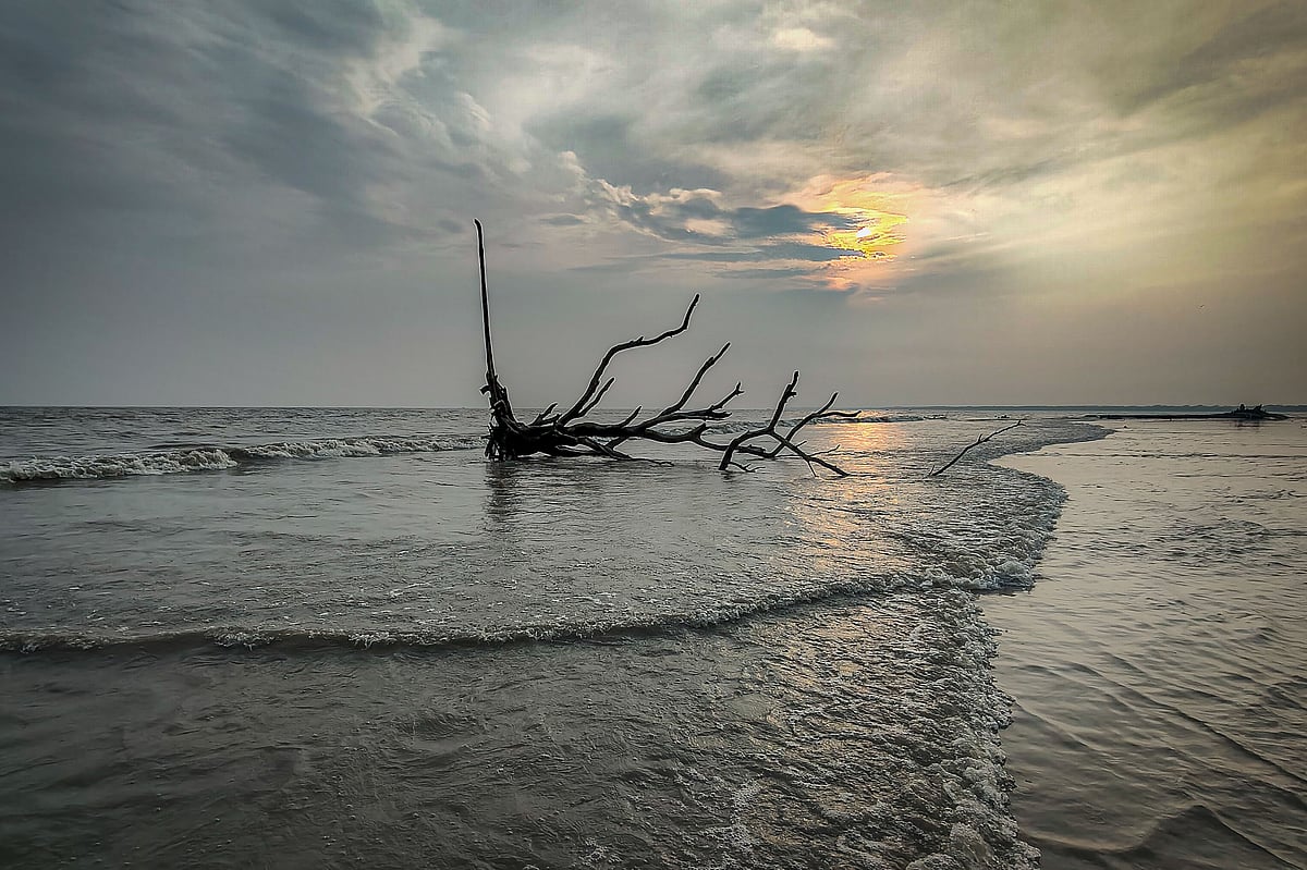 Beauty at Dimer Char - Prothom Alo English