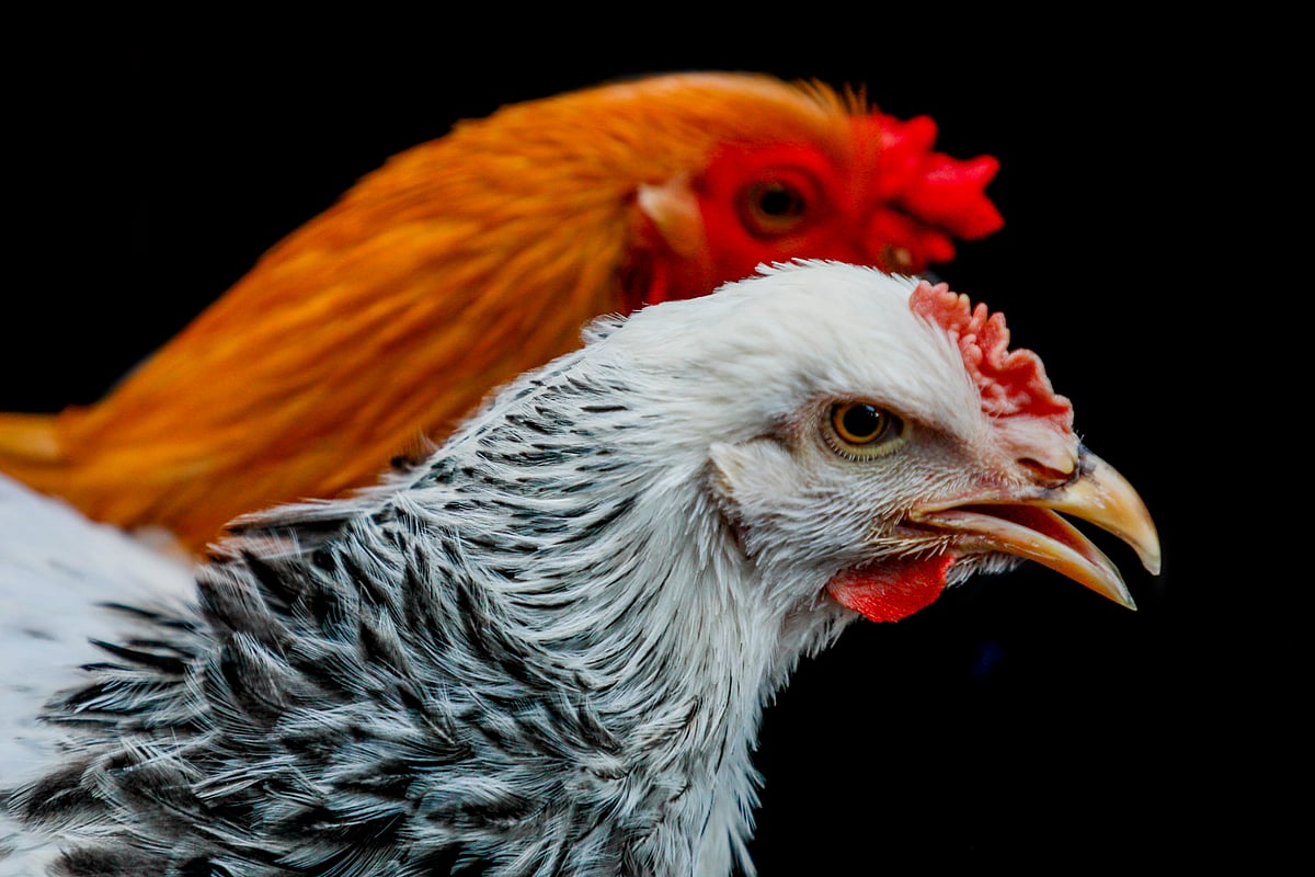 Pair of chickens costs up to Tk 10,000 at this market - Prothom Alo English