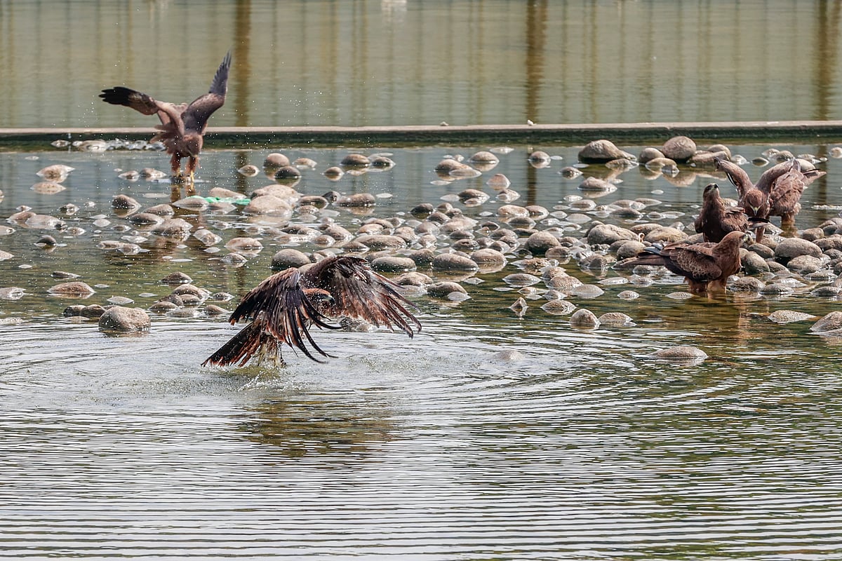 Relief for kites in the water amid scorching heat - Prothom Alo English