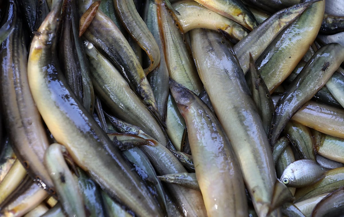 Morning market comes alive with fresh catch from Chalan Beel - Prothom Alo English