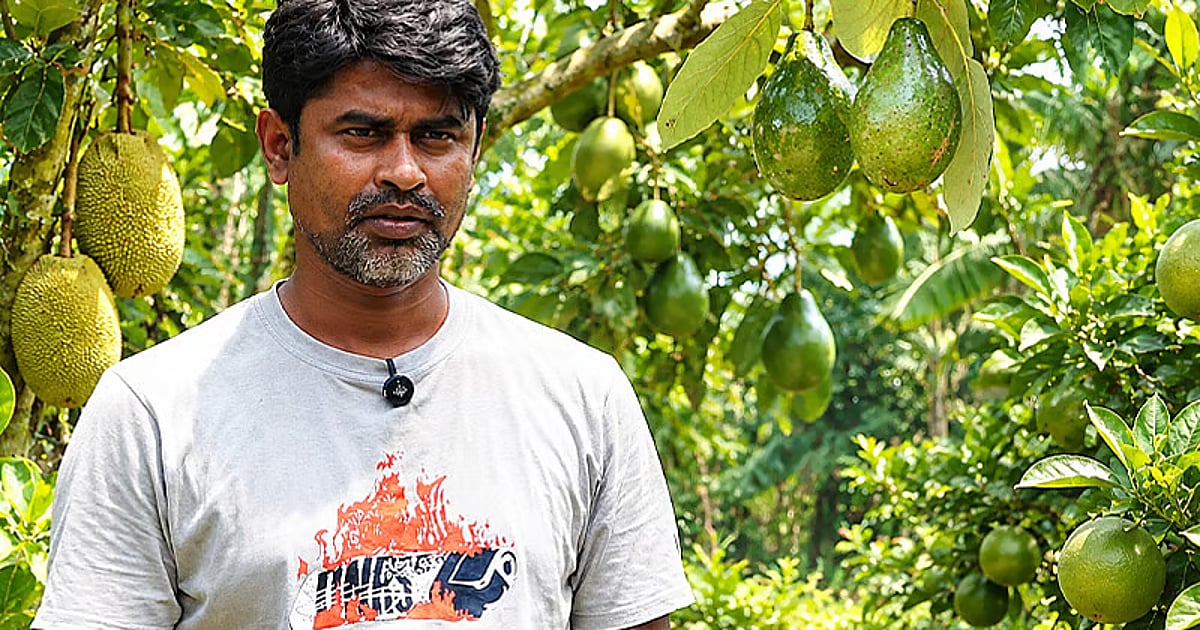 Chuadanga farmer builds 120-bigha orchard, earns Tk 20m a year - Prothom Alo English