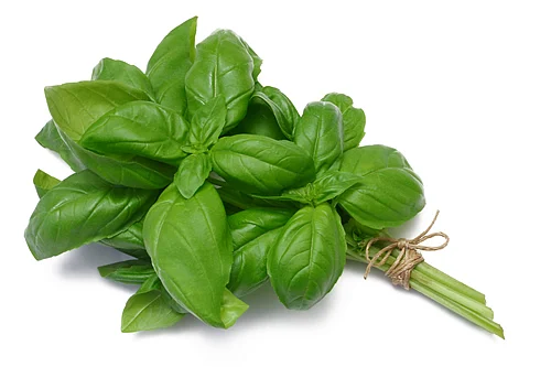 Tulsi. File photo
