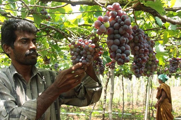 Salah Uddin Ujjal, a farmer by profession, pioneered farming of the grape in the district.