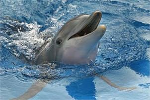 Dolphin. File photo