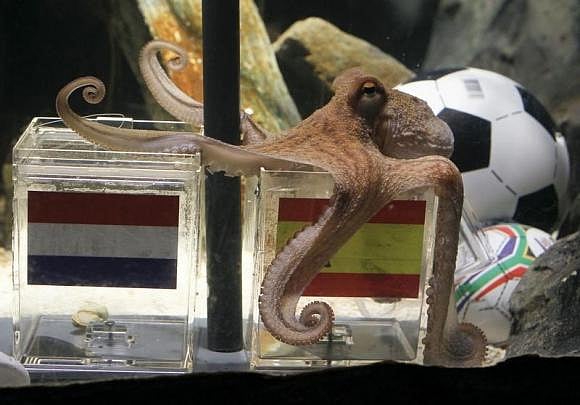 Two year-old octopus Paul, the so-called 'octopus oracle' predicts Spain's 2010 soccer World Cup final victory over The Netherlands by choosing a mussel, from a glass box decorated with the Spanish national flag instead of a glass box with the Dutch flag, at the Sea Life Aquarium in the western German city of Oberhausen July 9, 2010. Photo: Reuters